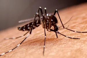 Número de casos de dengue cresce na Bahia com a chegada do verão; entenda e saiba como se prevenir