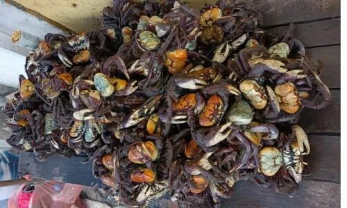 
				
					Quase 200 caranguejos e guaiamuns são resgatados na BA
				
				