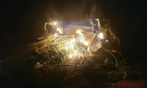 
				
					Suspeito morre em confronto e plantação com 230 mil pés de maconha é incinerada na Bahia
				
				