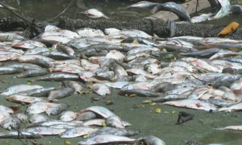 
				
					Milhares de peixes aparecem mortos em lagoa na Barra da Tijuca
				
				