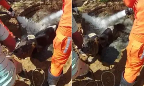 
				
					Vaca prenha é resgatada após cair em fossa com 4 metros de profundidade na Bahia
				
				