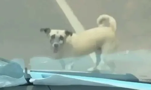 
				
					Após dono sofrer acidente, cachorro acompanha sozinho ambulância até a unidade de saúde
				
				