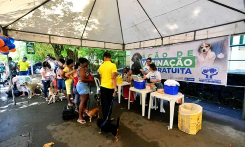 
				
					Mutirão para vacinação de cães é realizado em Salvador; veja detalhes
				
				