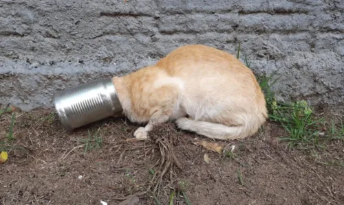 
				
					Gato é socorrido por bombeiros após prender cabeça em lata na Bahia
				
				