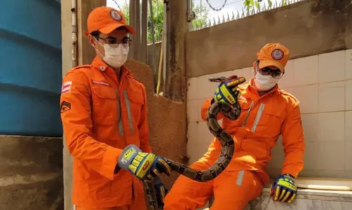 
				
					Jiboia de 1,5 metro é encontrada enrolada em tubulação de casa em Barreiras
				
				