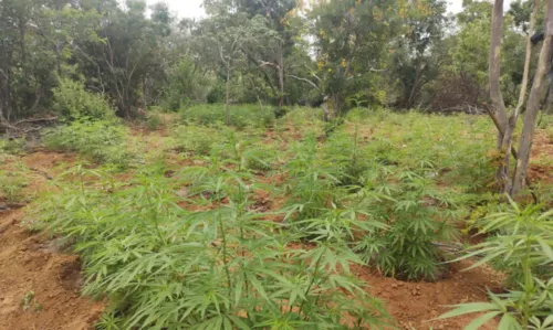 
				
					Vídeo: plantação com cerca de 15 mil pés de maconha é incinerada na Bahia
				
				