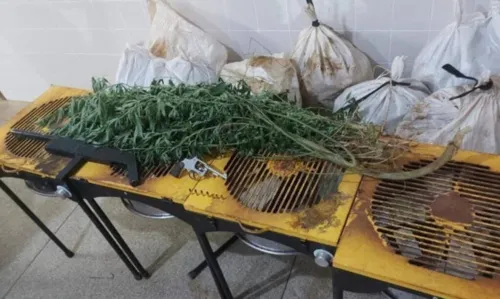 
				
					Suspeito morre em confronto e plantação com 230 mil pés de maconha é incinerada na Bahia
				
				