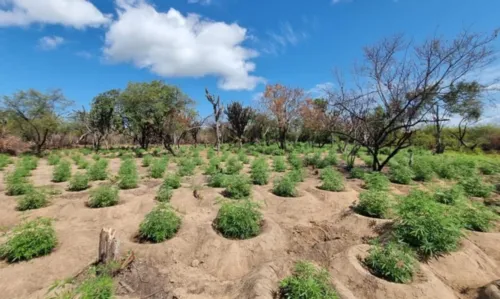 
				
					Bahia termina 2022 com mais de 230 toneladas de drogas apreendidas
				
				