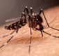 
                  Número de casos de dengue cresce na Bahia com a chegada do verão; entenda e saiba como se prevenir