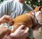 
                  Parque da Cidade recebe mutirão de vacinação para cachorros