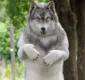 
                  Homem gasta mais de R$ 120 mil para se transformar em lobo no Japão