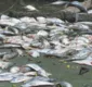 
                  Milhares de peixes aparecem mortos em lagoa na Barra da Tijuca