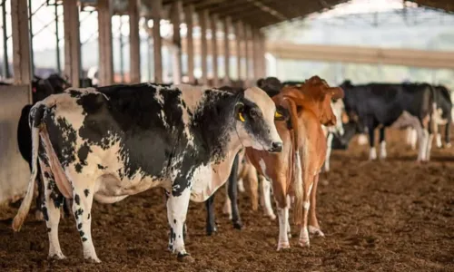 
				
					Vendas de carne bovina à China são suspensas após caso de vaca louca
				
				