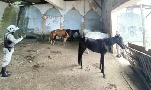 
				
					Homem é preso em flagrante por maus-tratos contra cavalos em Salvador
				
				
