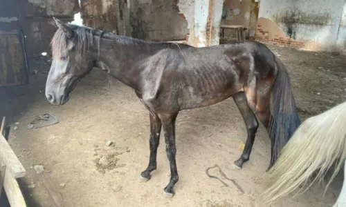 
				
					Homem é preso em flagrante por maus-tratos contra cavalos em Salvador
				
				