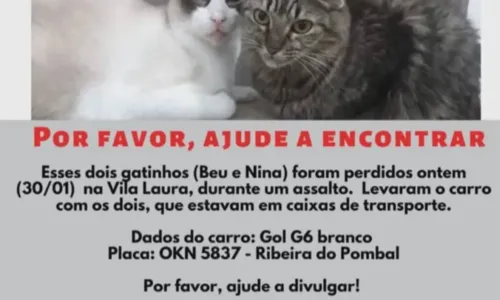 
				
					Advogado tem gatos roubados por criminosos em Salvador
				
				
