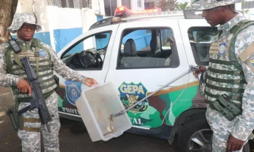 
				
					Jiboia é resgatada após cair de viaduto em Salvador
				
				