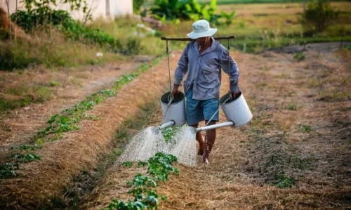 
				
					Governo prorroga prazo para cadastro na Agricultura Familiar
				
				