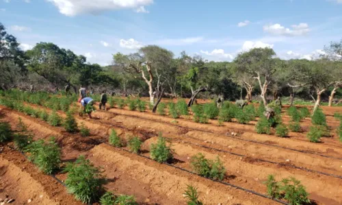 
				
					Operação destrói 120 mil pés de maconha e prende pai e filho vigilantes da plantação
				
				