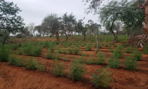 
				
					Operação destrói 120 mil pés de maconha e prende pai e filho vigilantes da plantação
				
				