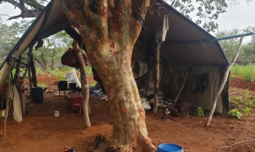 
				
					Operação destrói 120 mil pés de maconha e prende pai e filho vigilantes da plantação
				
				