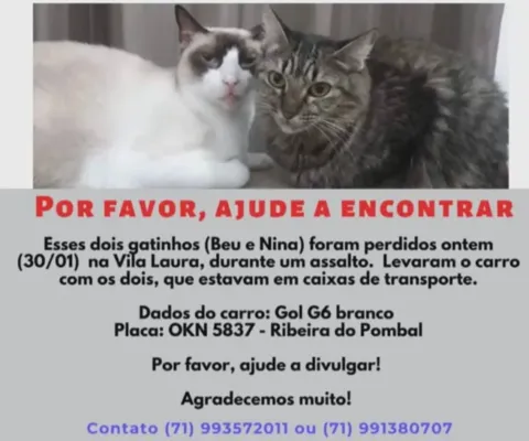 
				
					Advogado tem gatos roubados por criminosos em Salvador
				
				