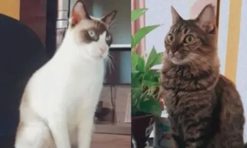 
				
					Advogado tem gatos roubados por criminosos em Salvador
				
				