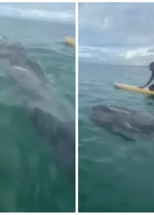 
				
					Filhote de baleia é avistado na praia de Itapuã
				
				