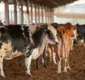 
                  Vendas de carne bovina à China são suspensas após caso de vaca louca