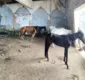 
                  Homem é preso em flagrante por maus-tratos contra cavalos em Salvador
