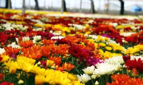 
				
					Feira gratuita em shopping de Salvador reúne plantas vinda de Holambra
				
				