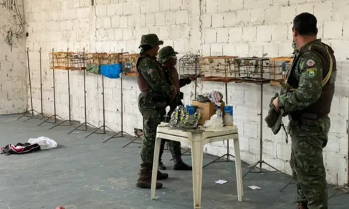 
				
					Homem é preso com 13 pássaros usados para briga entre animais em Salvador
				
				